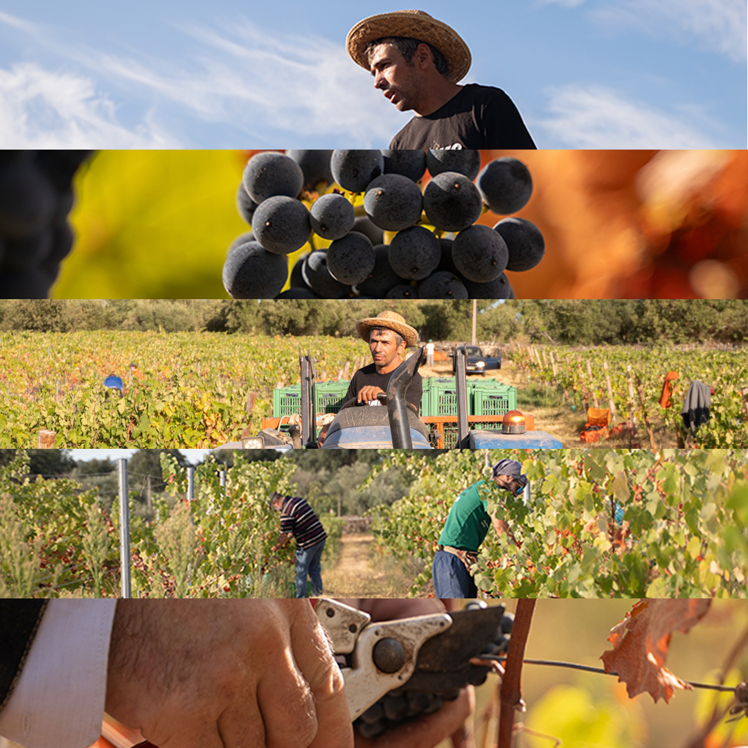 José Seguro - Colab